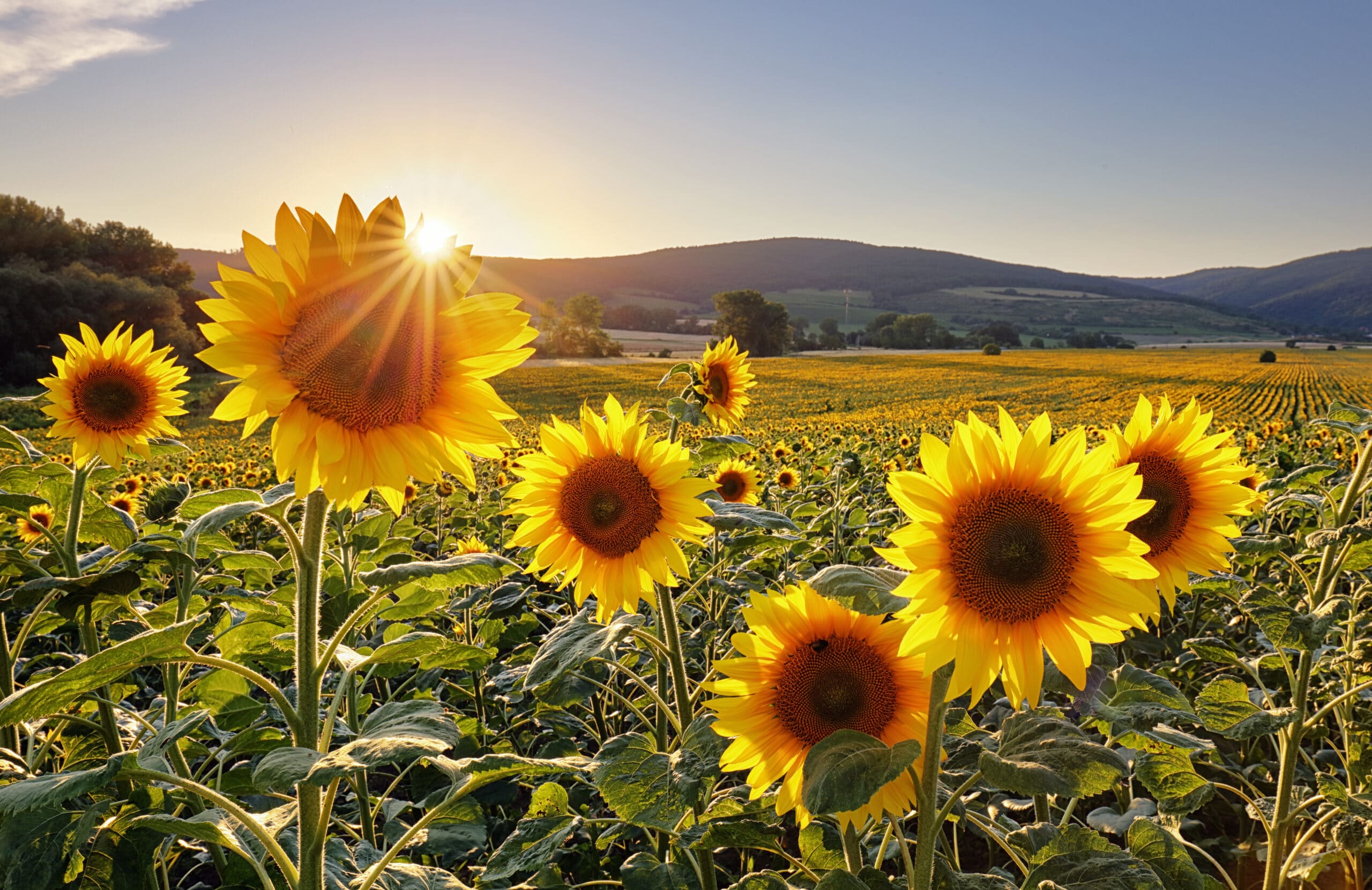 Spring and Summer Price Action | AgResource Company